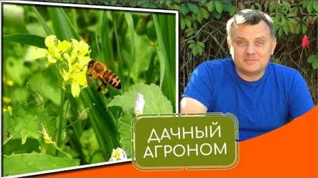 Video ЗЕЛЕНЫЕ УДОБРЕНИЯ сидераты на приусадебном участке. Польза сидератов от А до Я auf Deutsch