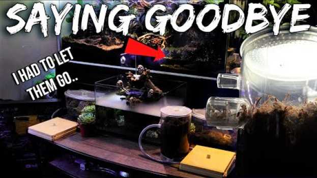 Video WHY I HAD TO LET MY ANT COLONIES GO | Emotional Video en español