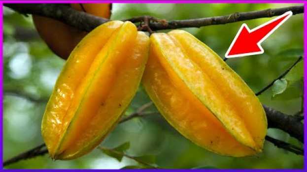 Video Você Conhece os Efeitos Dessa Fruta? Ela Controla o Diabetes, Colesterol e Muito Mais! auf Deutsch