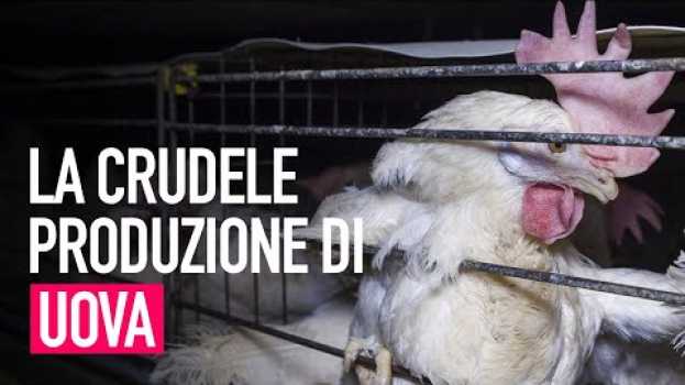 Video Che cosa c'è di male nel mangiare le uova?   türkçe