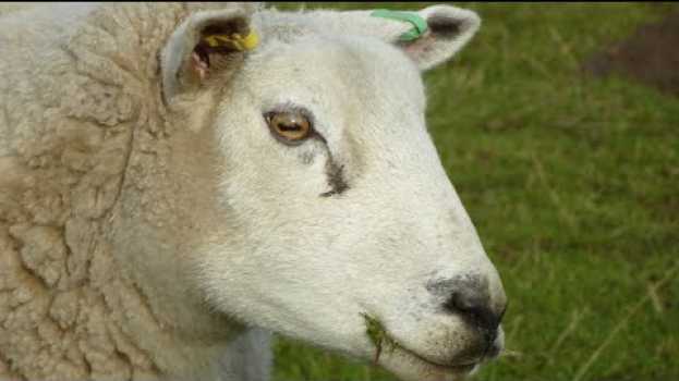 Video Horses and Sheep and their amazing Eye Movements em português