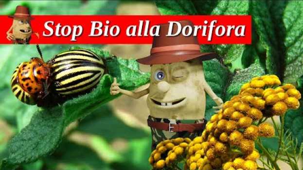Video Dorifora delle Patate - un sistema  Naturale efficace per combatterla a costo Zero in English