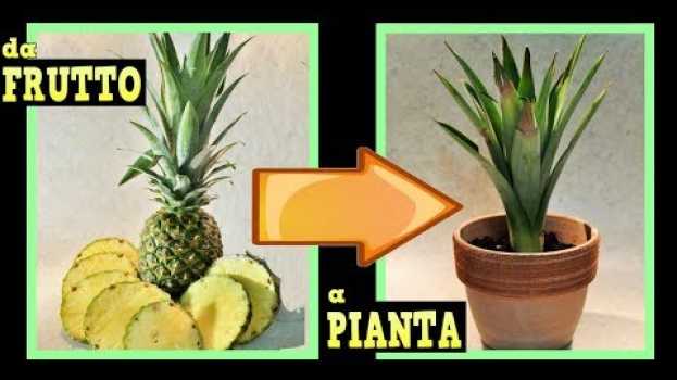 Video come far nascere una piantina di ananas dagli scarti a costo zero, come coltivare l' ananas in casa en español