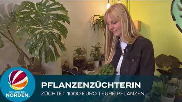 Video Hannoveranerin züchtet bis zu 1.000 Euro teure Pflanzen su italiano