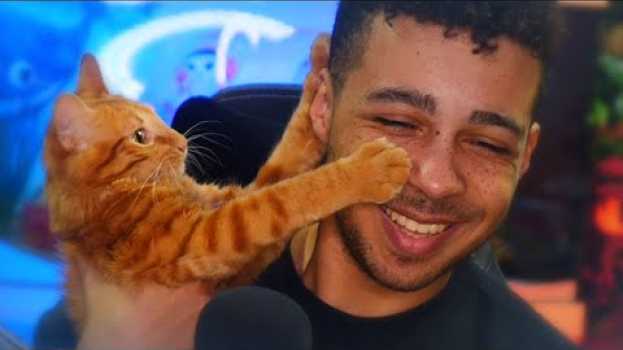 Video LE CHATON ABANDONNÉ QUE J'AI RECUEILLI (6 mois après) in English