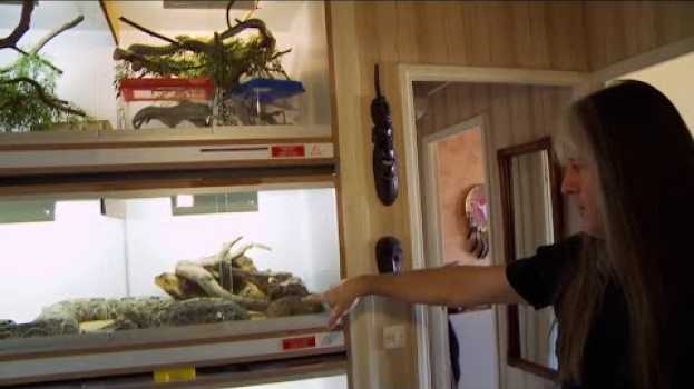 Video Mes colocs sont des reptiles   türkçe