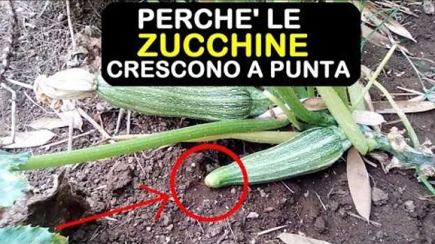 Video PERCHE' LE ZUCCHINE CRESCONO A PUNTA po polsku