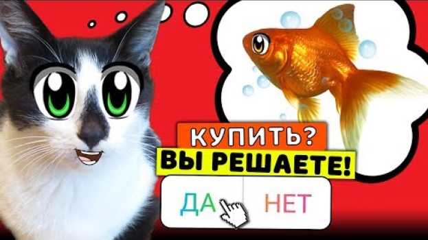 Video ПОДПИСЧИКИ УПРАВЛЯЮТ МОЕЙ ЖИЗНЬЮ! КОТ И КОШЕЧКА МУРКА ДЕЛАЮТ ВСЕ 24 ЧАСА! su italiano