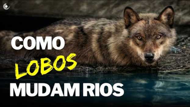 Video Como LOBOS mudam rios [DUBLADO] | Reintrodução dos LOBOS no Parque Nacional de Yellowstone nos EUA 🐺 in English
