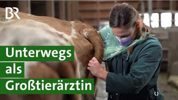 Video Traumberuf oder gefährlich? Unterwegs mit vier Landtierärztinnen | Unser Land | BR in English