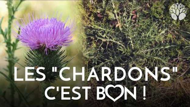 Video Les cirses, des "chardons" comestibles ! en español