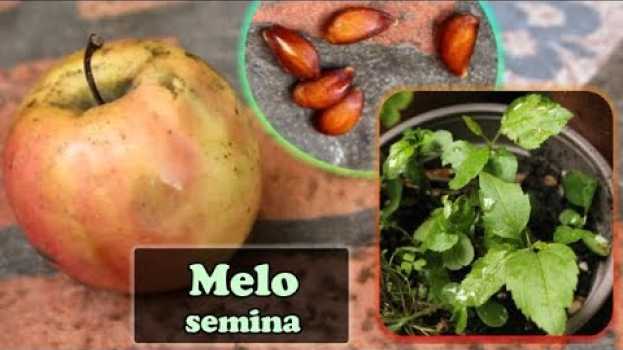 Video Come SEMINARE i semi di MELA raccolti dal frutto - Malus domestica   türkçe