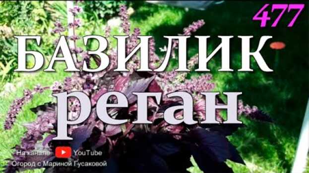 Video Выращивание базилика 🍀 БАЗИЛИК – он же реган, он же… 25 августа 🍀   türkçe