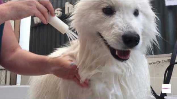 Video Pet/ Animal Groomer career - A day in the work life su italiano