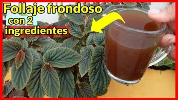 Video Agrega esto a tus plantas y restaura su follaje y hojas amarillas muy facil po polsku