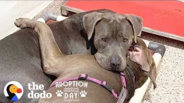 Video Pittie Best Friends Had To Be Adopted Together  | The Dodo Adoption Day em português