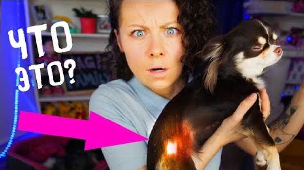 Video ЮМИ БОЛЕЕТ МОЯ СОБАКА ЗАРАЗИЛАСЬ ПОДКОЖНЫЙ КЛЕЩ У СОБАКИ | Magic Family su italiano
