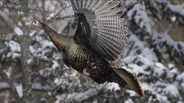 Video Québec autorise la chasse d'automne aux dindons su italiano