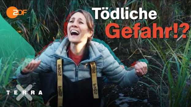 Video Kann man im Moor versinken? in English