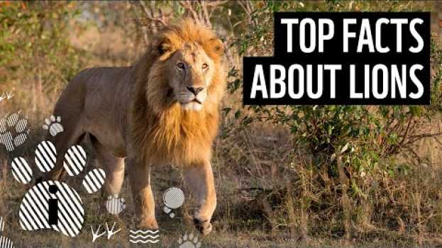Video Top facts about lions | WWF en español