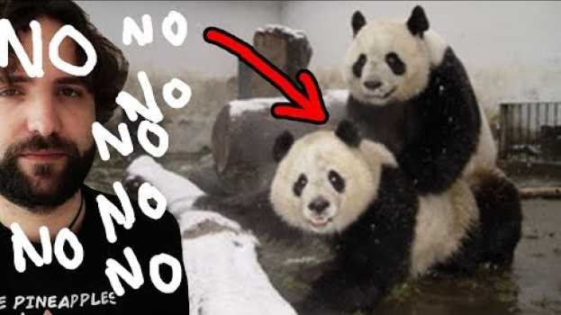Video Quello che NON volevi sapere sul panda - SCIENZA BRUTTA en français