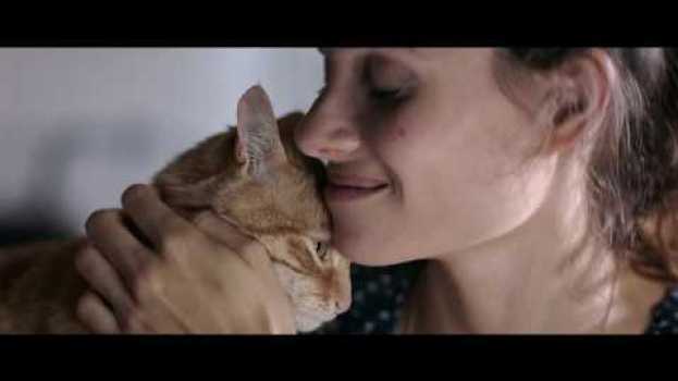 Video Noi amiamo gli animali, proprio come te en español