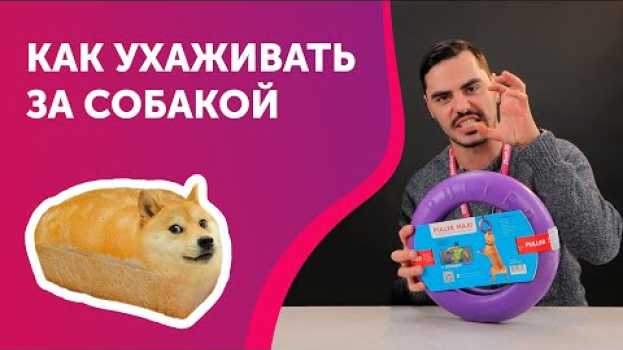 Video Что НУЖНО Для Щенка 🐶 ПОЯВЛЕНИЕ собаки В ДОМЕ 😍 УХОД за Щенком | Первые ТОВАРЫ для Собак en français