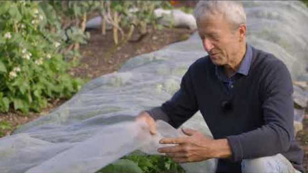 Video Mesh covers to protect vegetables , showing how and when to use them po polsku
