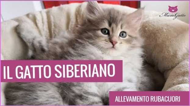 Video Il gatto SIBERIANO: tutto sul gatto ipoallergenico! en español