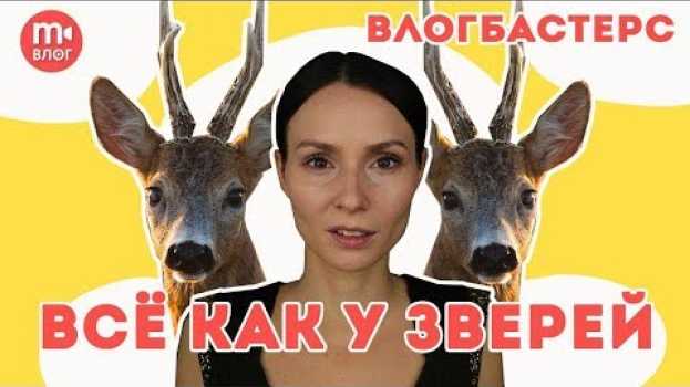 Video Разбор канала Всё как у зверей [ВЛОГБАСТЕРС] en français