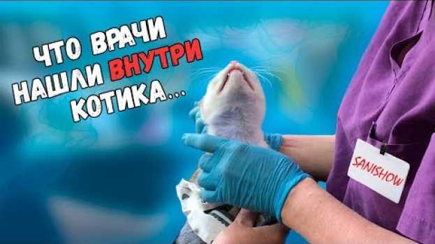 Video Спасение котика с раной на шее. Еще одна операция. Нашли инородный предмет / SANI vlog in English