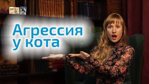 Video Агрессия у кота – 3 причины. Что делать, как успокоить кота? in English