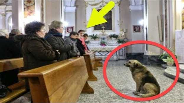 Video Pensavi Fosse Divertente Vedere Questo Cane in Chiesa finché non Guardi.  Perché?   türkçe