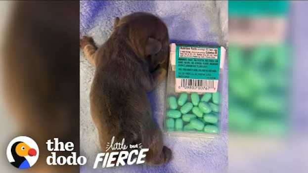 Video Puppy The Size Of A Tic Tac Box Grows Up To Be A Giant Potato | The Dodo Little But Fierce en español