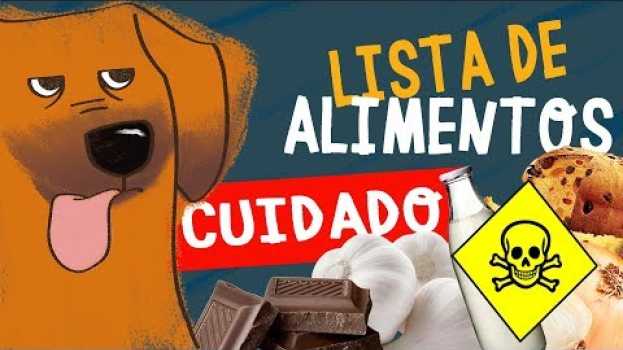 Video NEM PENSE EM DAR ISSO PARA O SEU PET! | CATIORO REFLEXIVO in English