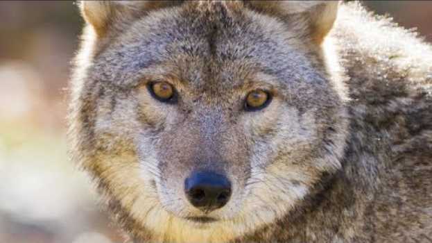 Video This Is What You Should Do If You Encounter A Coyote su italiano