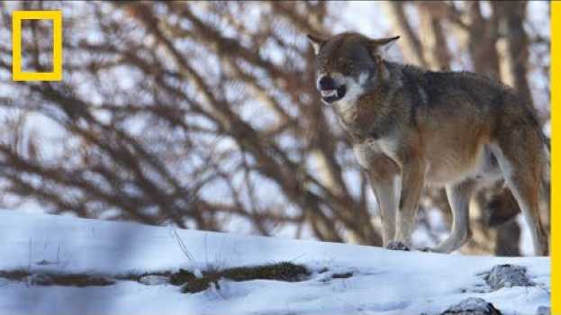 Video Les chiens de bergers des Carpates, grands rivaux des loups affamés po polsku