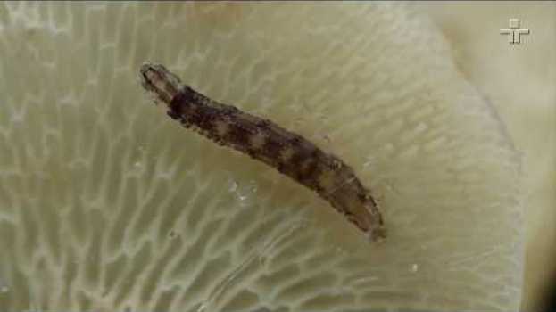 Video Equipe de pesquisadores descobre larva bioluminescente em São Paulo in English