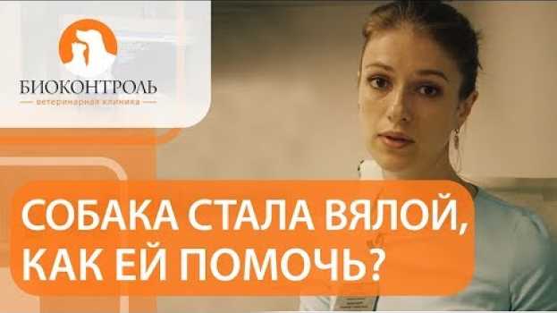Video 🔴  Вялость и отсутствие аппетита у собаки  - о чем это говорит. У собаки вялость нет аппетита. 12+   türkçe