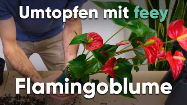 Video Wie topfe ich eine Flamingoblume um? - Umtopfen mit feey in English