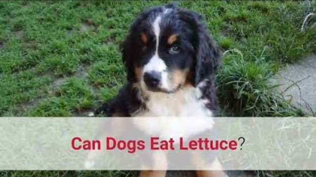 Video ✅ Can Dogs Eat Lettuce? Watch This First! po polsku