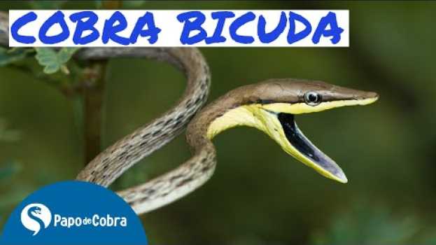 Video BICUDA ou Cobra cipó | Cobras Brasileiras #10 | Papo de Cobra su italiano