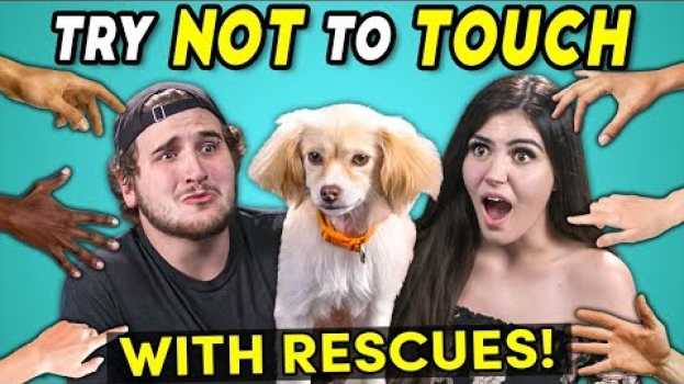 Video Try Not To Touch Challenge (ft. Rescue Animals! | Best Friends) auf Deutsch