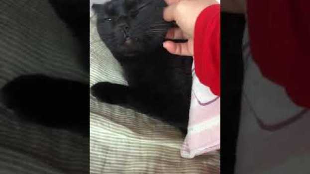 Video    türkçe