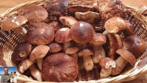 Video Bellissimi funghi porcini  raccolti nel parco dei cento laghi - 26 ottobre 2019 in English