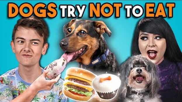 Video Dogs Try Not To Eat Challenge (React) en español