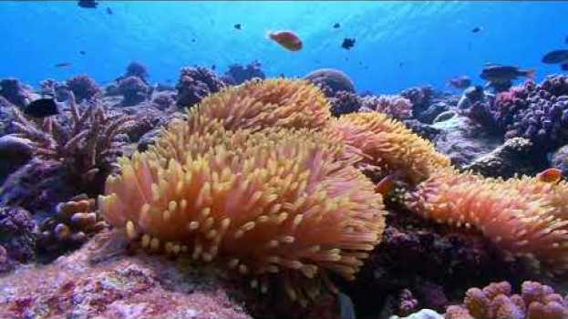 Video Nature Is Speaking – Ian Somerhalder is Coral Reef | Conservation International (CI) in English