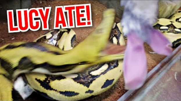 Video SHE ATE!! MY 20 FOOT PYTHON **Lucy** ATE!!! | BRIAN BARCZYK auf Deutsch