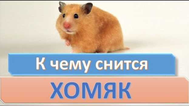 Video К чему снится ХОМЯК | СОННИК in English