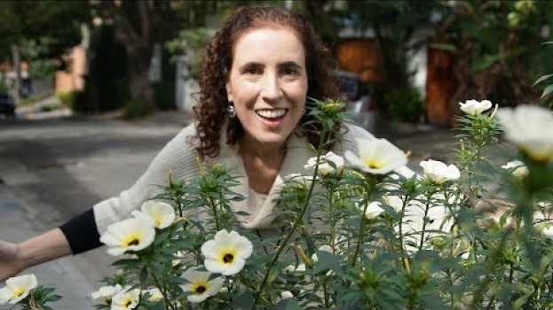 Video COMO CULTIVAR CHANANA | Nô Figueiredo en français